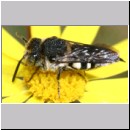 Coelioxys mandibularis - Kegelbiene 02a 8mm Teverener Heide.jpg